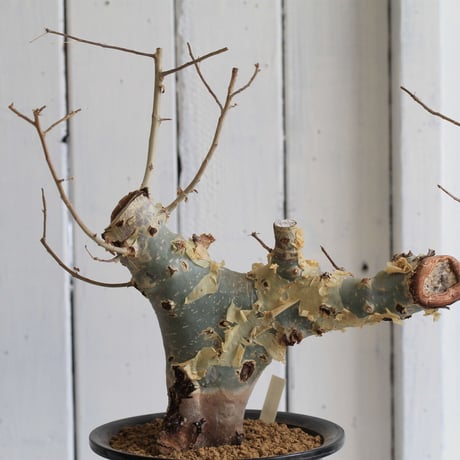 Commiphora カタフ
