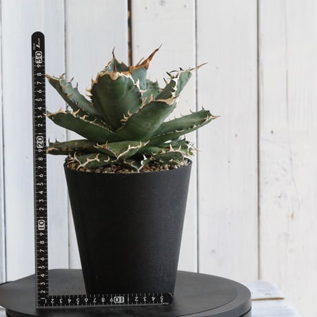 アガベ　チタノタ
