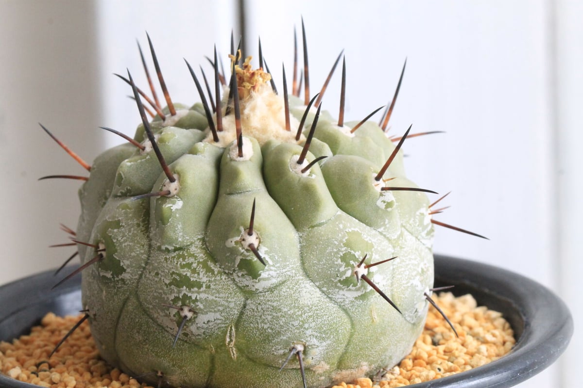 山木 子株 コピアポア クラインジアナ \"雷血丸\" 山木 子株 コピアポア クラインジアナ 