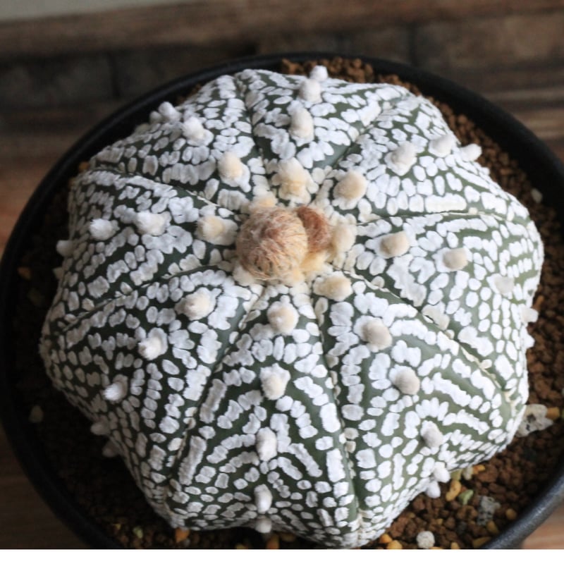 アストロフィツム スーパー兜 | hanayoshi-botanical