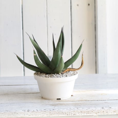 Agave　シャークスキン