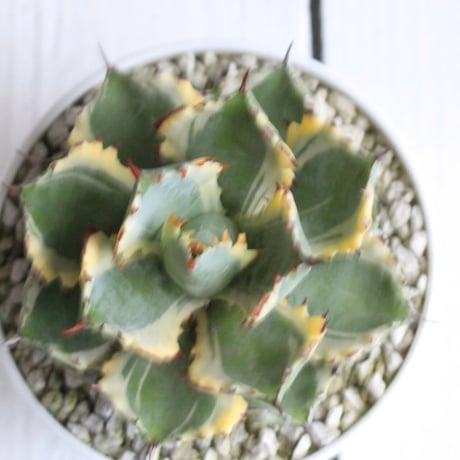 Agave 王妃カブトガニ錦