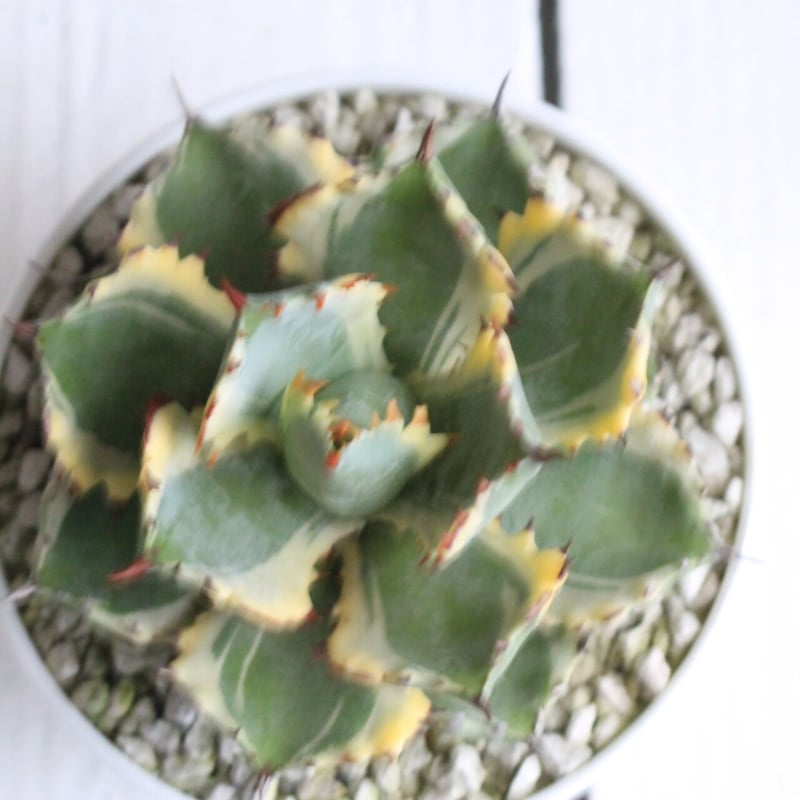 Agave 王妃カブトガニ錦 | hanayoshi-botanical