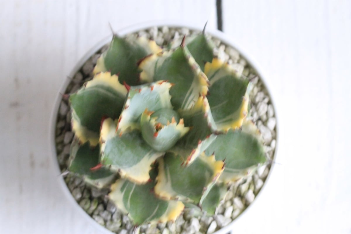 Agave 王妃カブトガニ錦 | hanayoshi-botanical Agave 王妃カブトガニ錦 | hanayoshi-botanical