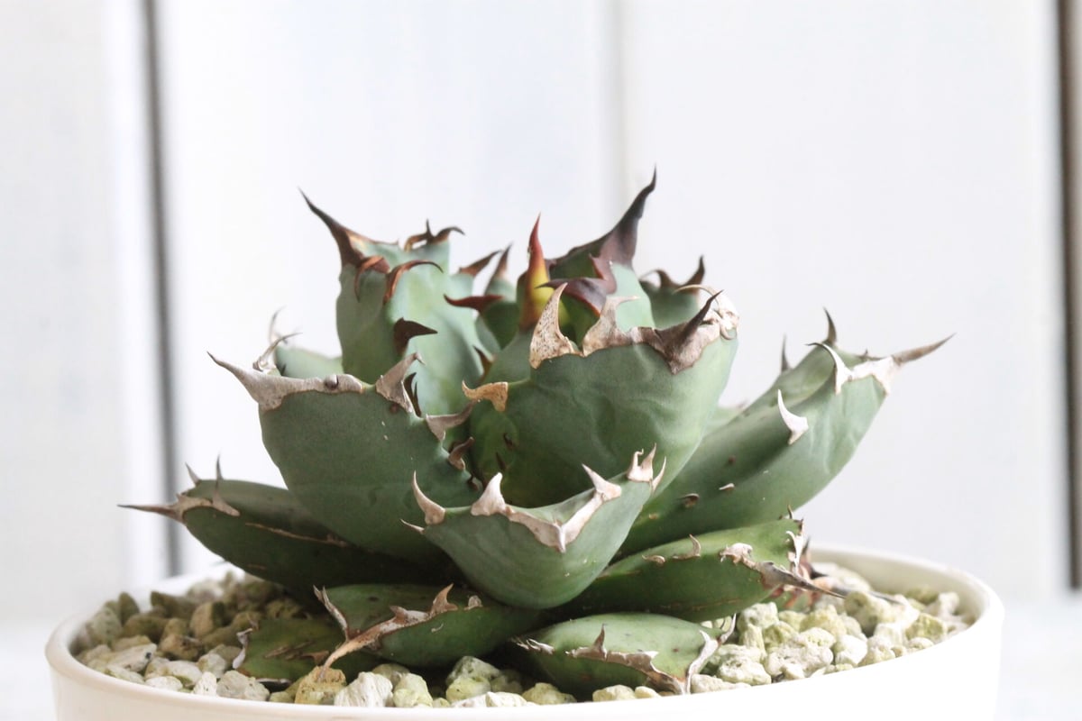 アガベ チタノタ NO.1 | hanayoshi-botanical アガベ チタノタ NO.1 | hanayoshi-botanical