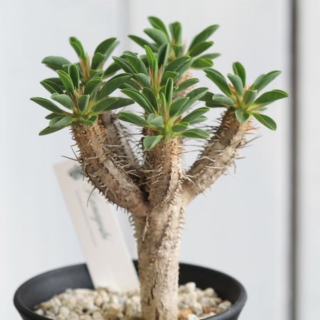Euphorbia　ギラミニアナ