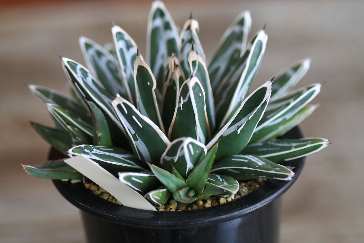 agave victoriae-reginae 姫笹の雪 | hanayoshi-botanical agave victoriae-reginae 姫笹の雪 | hanayoshi-botanical