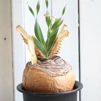 ブーファン　ディスティチャ