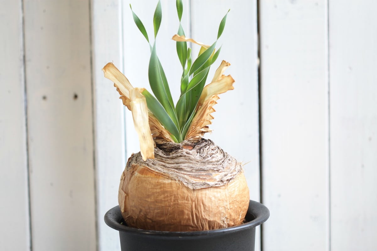 き*ん様 ブーファン ディスティチャ 花芽付き 期間限定でブーファン・ディスティチャの種子を販売中 例年通り