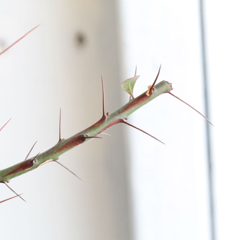 フォークイエリア ファシクラータ | hanayoshi-botanical