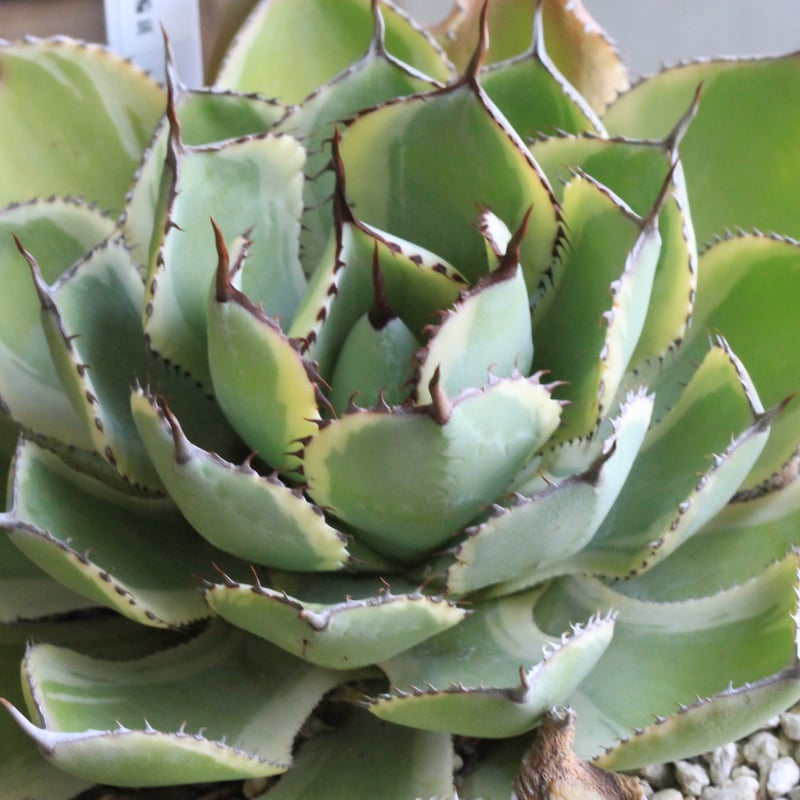 アガベ ベビーティース 覆輪斑 | hanayoshi-botanical