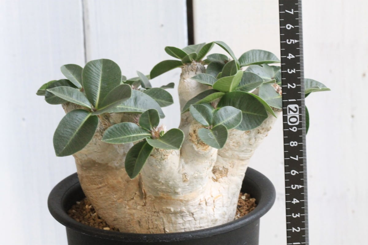 パキポディウム エブレネウム | hanayoshi-botanical