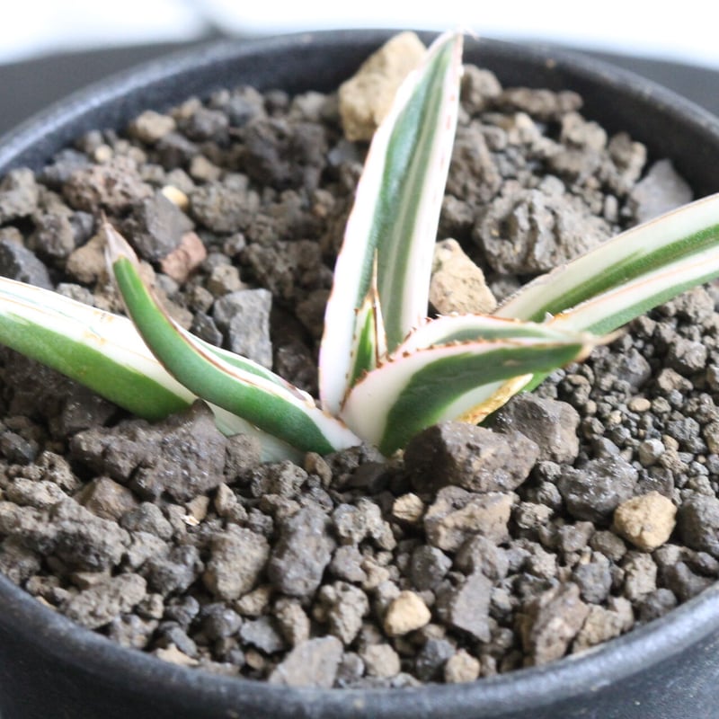 アガベ 氷山 | hanayoshi-botanical