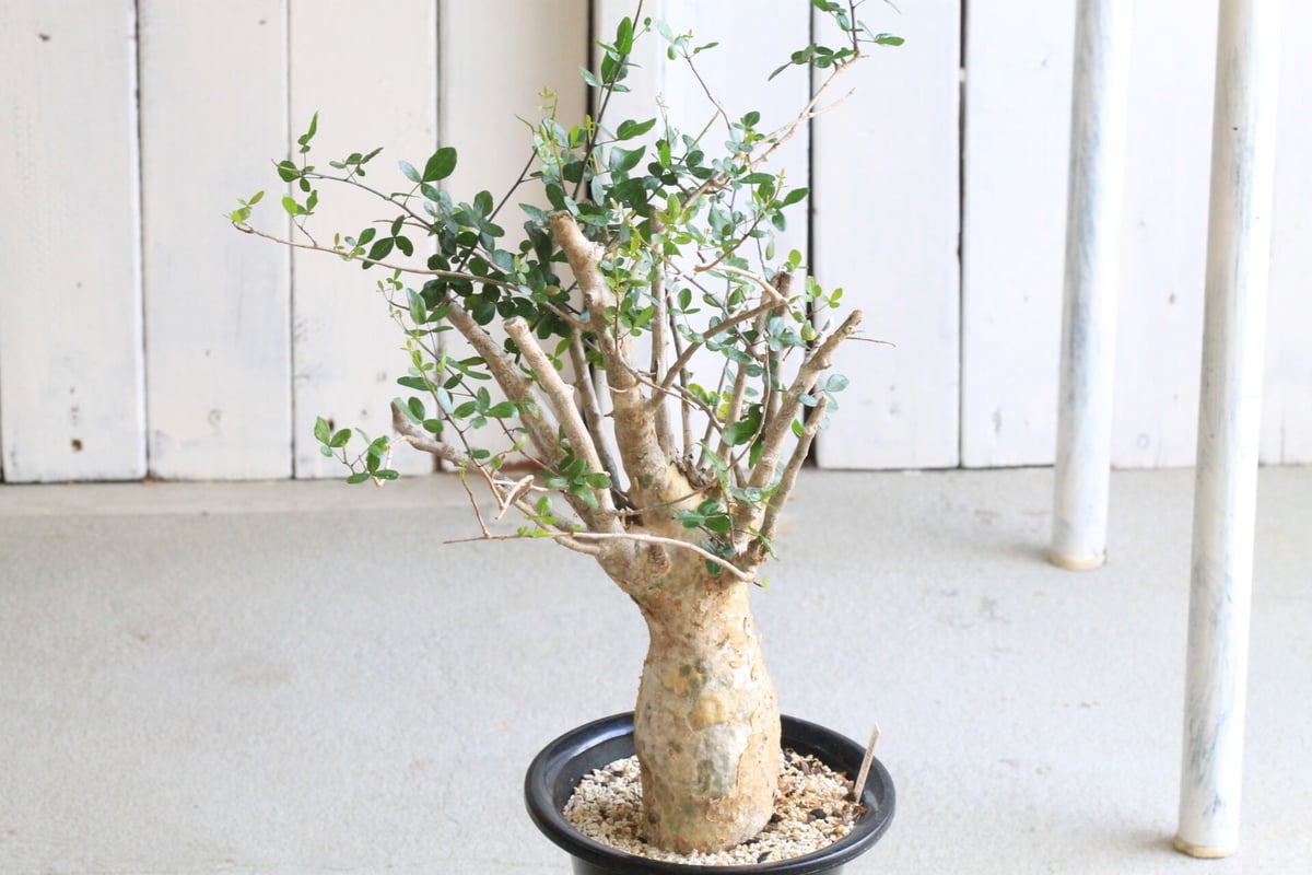 bon 25様　 コミフォラ　フンベルティ　現地球　発根済 bon 25様 コミフォラ フンベルティ 現地球 発根済 bon 25様