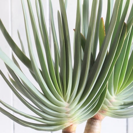 Aloe　プリカチリス