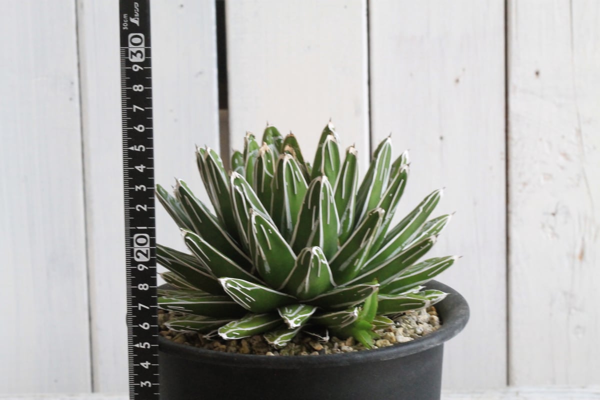 特選　アガベ　姫笹の雪 アガベ・姫笹の雪 | trigger