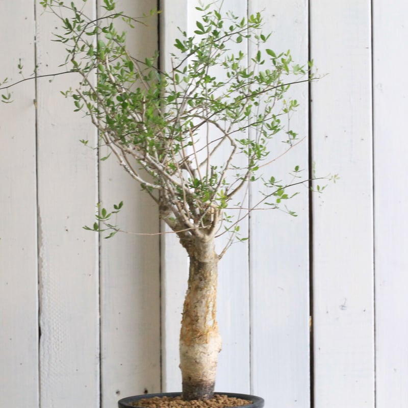 コミフォラ フンベルティ | hanayoshi-botanical