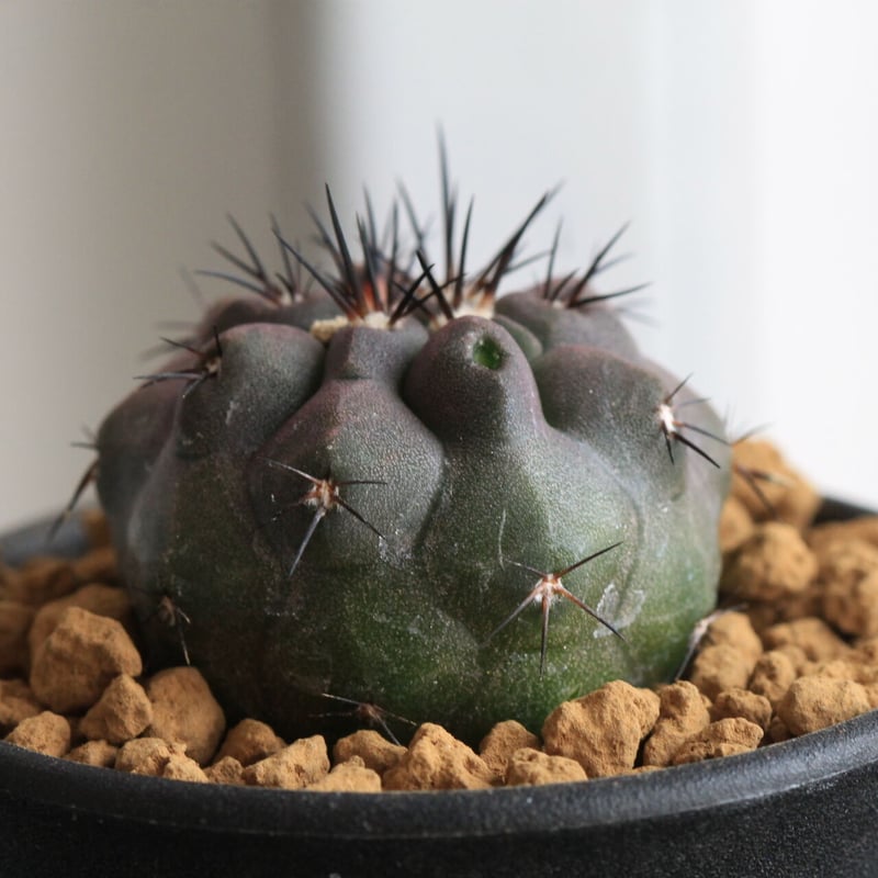 コピアポア シネレア×デュラ（交配種実生） | hanayoshi-botanical