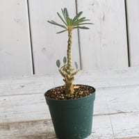 パキポディウム タッキー大黒×タッキー① | hanayoshi-botanical