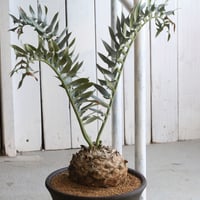 エンセファラルトス ホリダス | hanayoshi-botanical