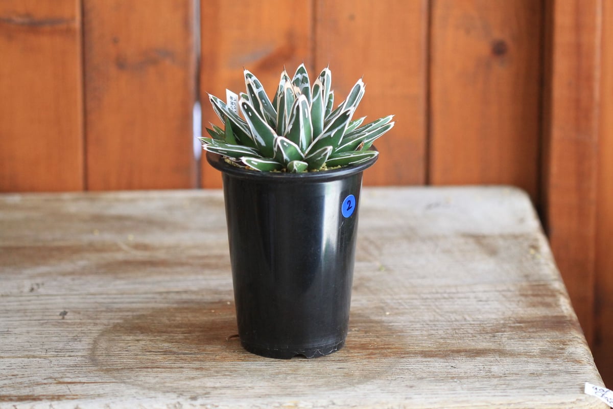 agave victoriae-reginae 姫笹の雪 | hanayoshi-botanical agave victoriae-reginae 姫笹の雪 | hanayoshi-botanical