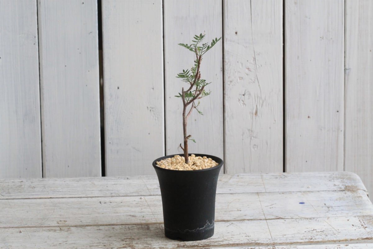 ブルセラ　ミクロフィラ　挿木 ブルセラ ミクロフィラ 挿し木① | hanayoshi-botanical