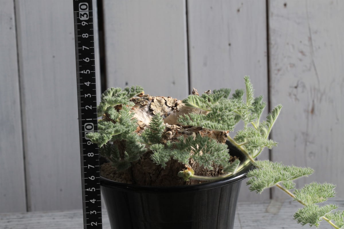 ペラルゴニウム トリステ 現地球 | hanayoshi-botanical