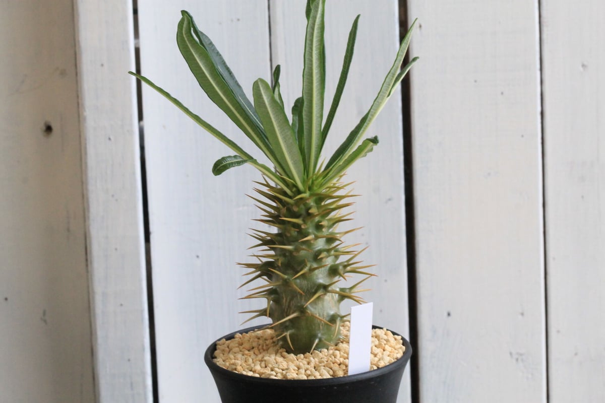 アンボンゲンセ2本　ホロンベンセ1本　　値下げしました。 パキポディウム アンボンゲンセ | hanayoshi-botanical