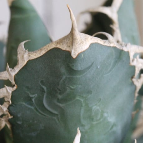 アガベ　チタノタ　ホワイトシャーク（特選）
