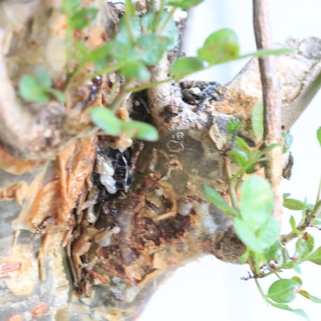 Bursera ファガロイデス