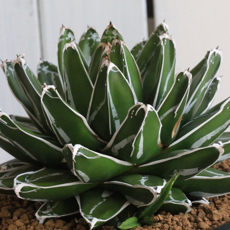 アガベ笹の雪新雪山(ロッキー)中株コレクション個体チタノタ アガベ