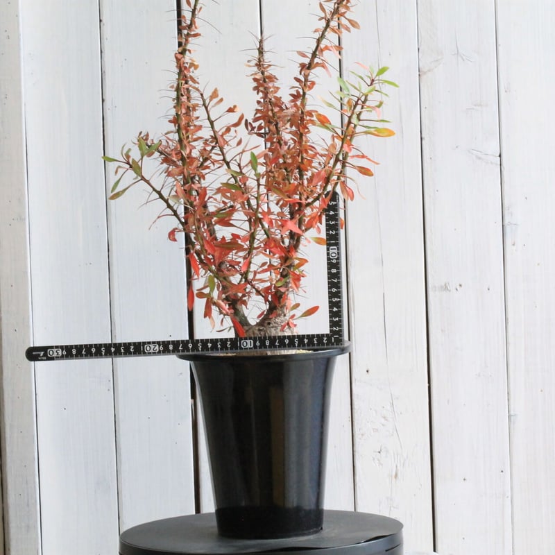 フォークイエリア ファシクラータ | hanayoshi-botanical フォークイエリア ファシクラータ | hanayoshi-botanical
