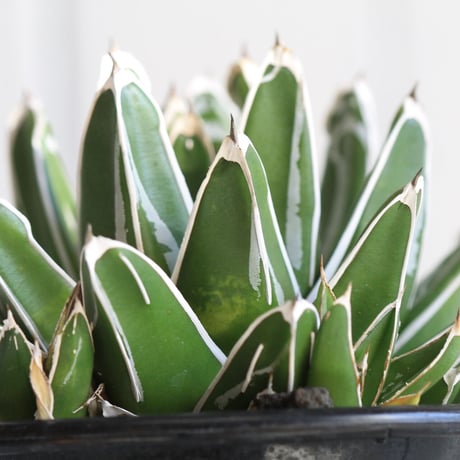 Agave　笹の雪