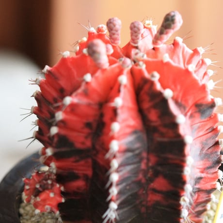 Gymnocalycium 緋牡丹錦