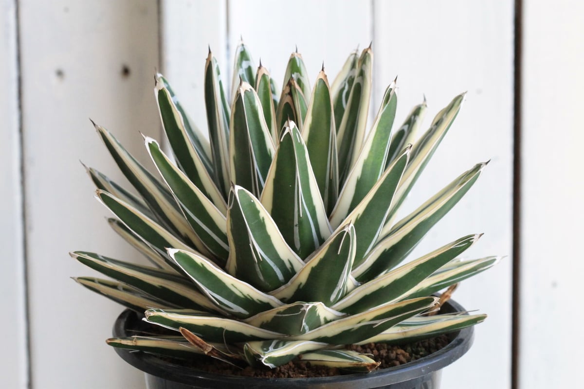 アガベ 氷山 | hanayoshi-botanical