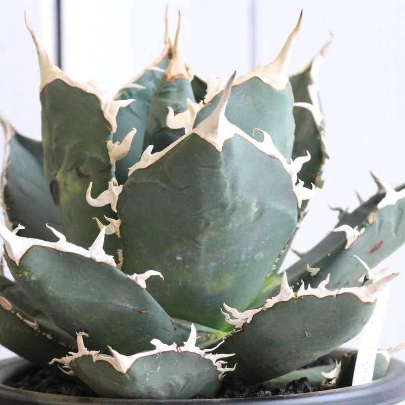 アガベ チタノタ ホワイトシャーク（特選） | hanayoshi-botanical