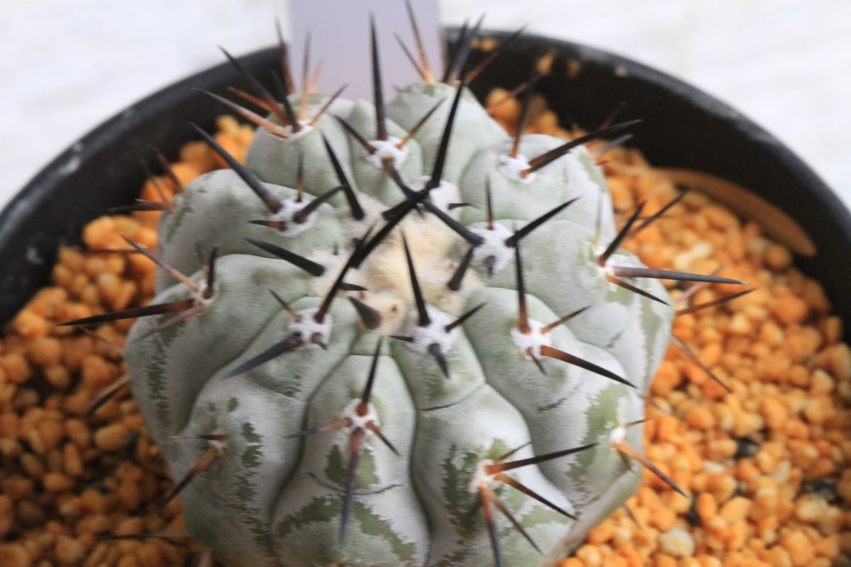 コピアポア シネレア 黒王丸① | hanayoshi-botanical