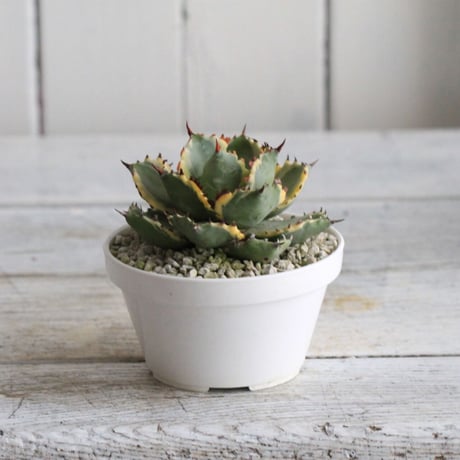 Agave 王妃カブトガニ錦