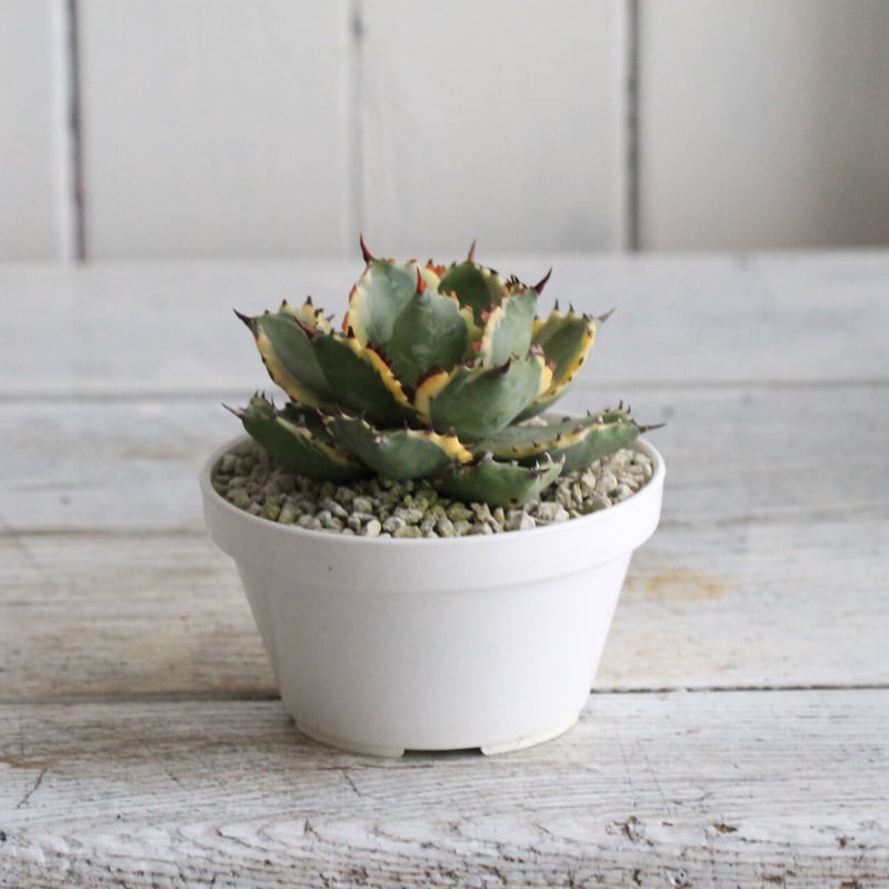 Agave 王妃カブトガニ錦 | hanayoshi-botanical
