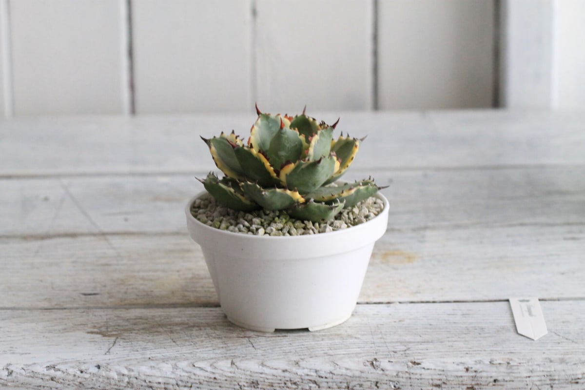 Agave 王妃カブトガニ錦 | hanayoshi-botanical