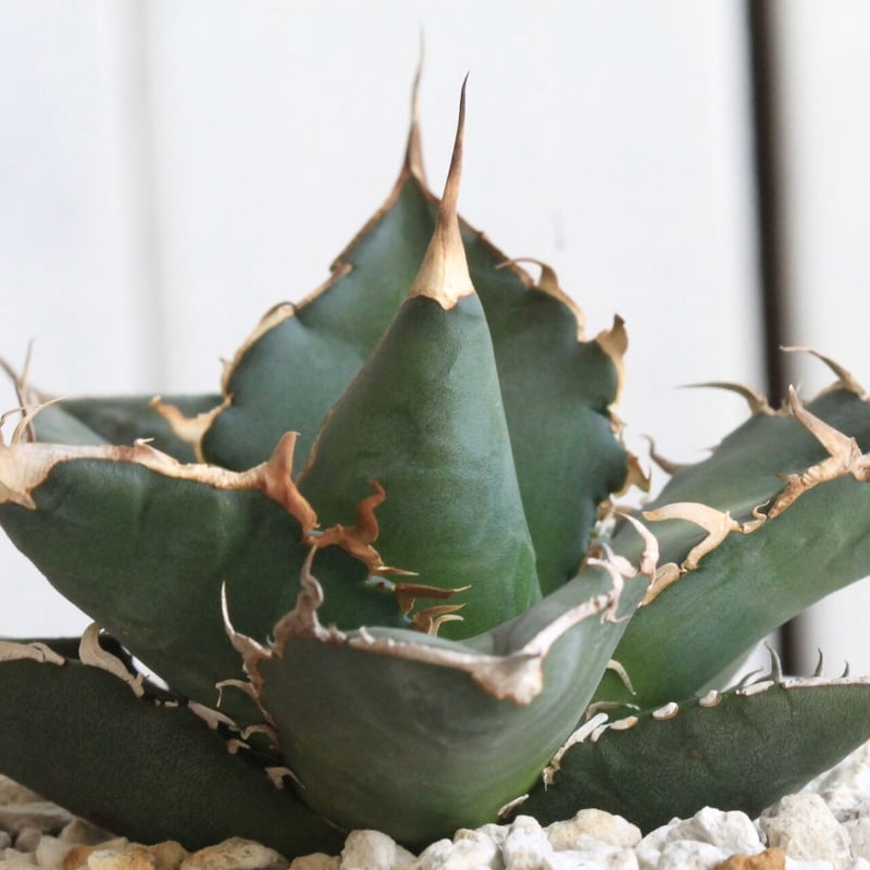 アガベ チタノタ 緑犀牛 | hanayoshi-botanical