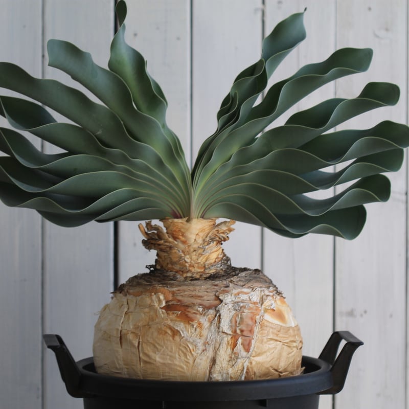 ブーファン ハエマントイデス | hanayoshi-botanical