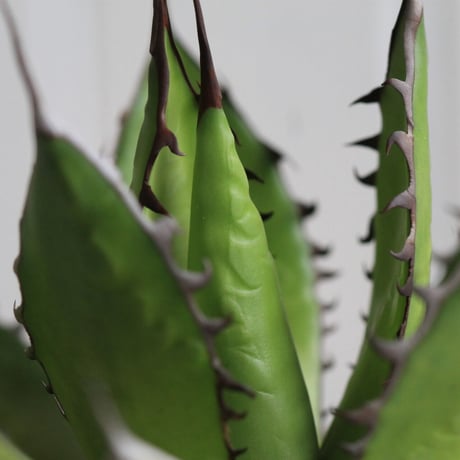 Agave ホリダメキシカルメトル