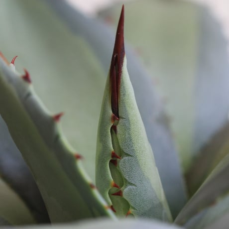 Agave　吉祥天錦