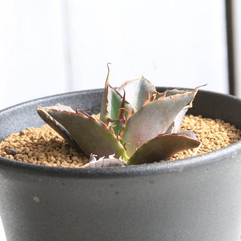 アガベ チタノタ ハデス | hanayoshi-botanical