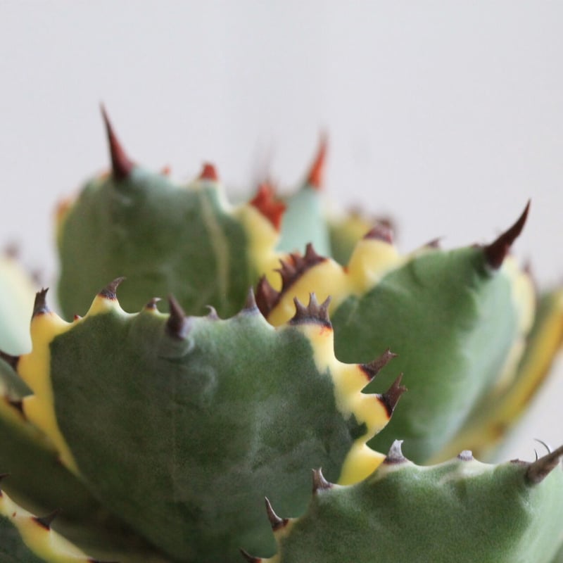 Agave 王妃カブトガニ錦 | hanayoshi-botanical