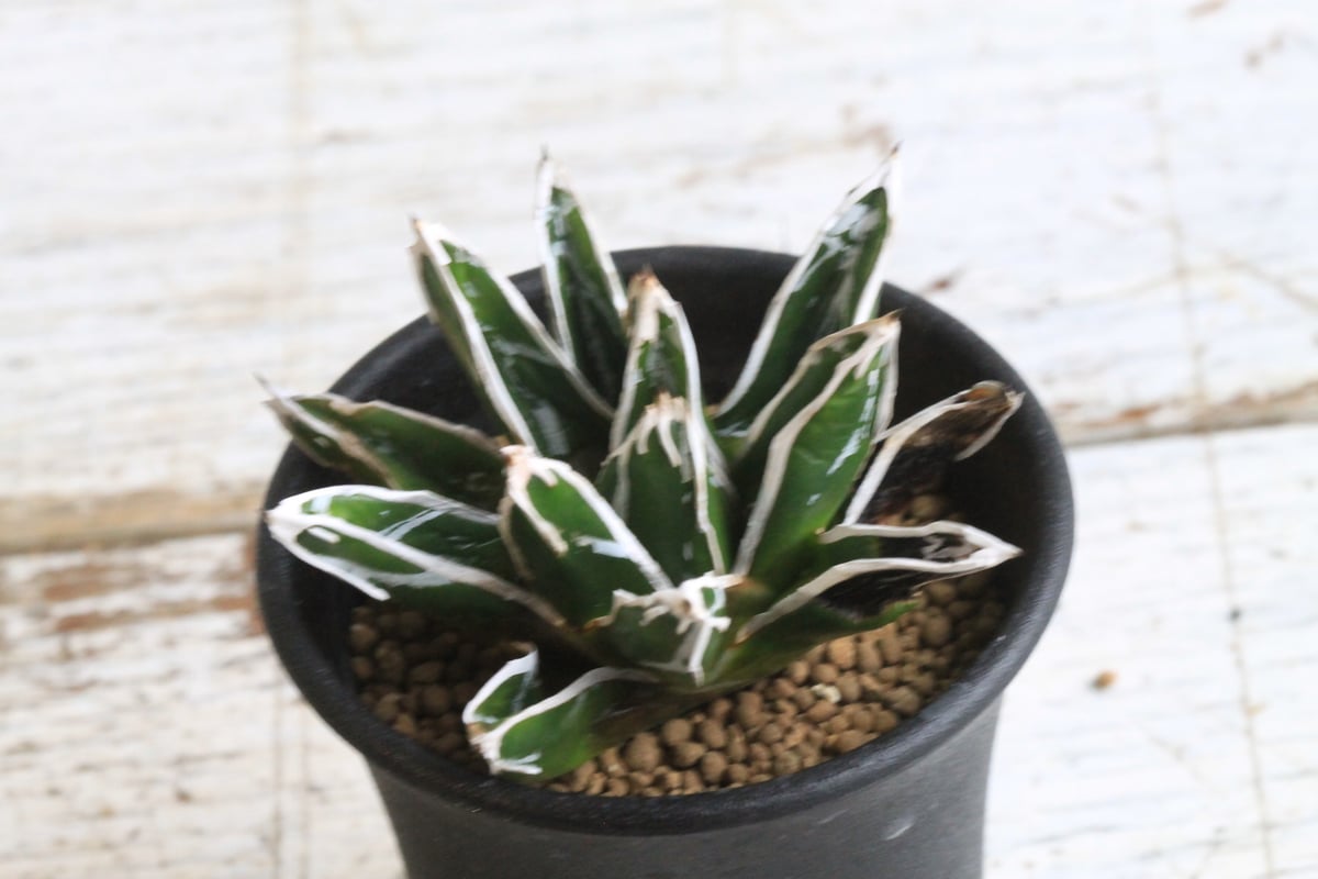 アガベ 特選笹の雪（S-1） | hanayoshi-botanical