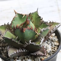 アガベ 特選笹の雪（Y-1） | hanayoshi-botanical