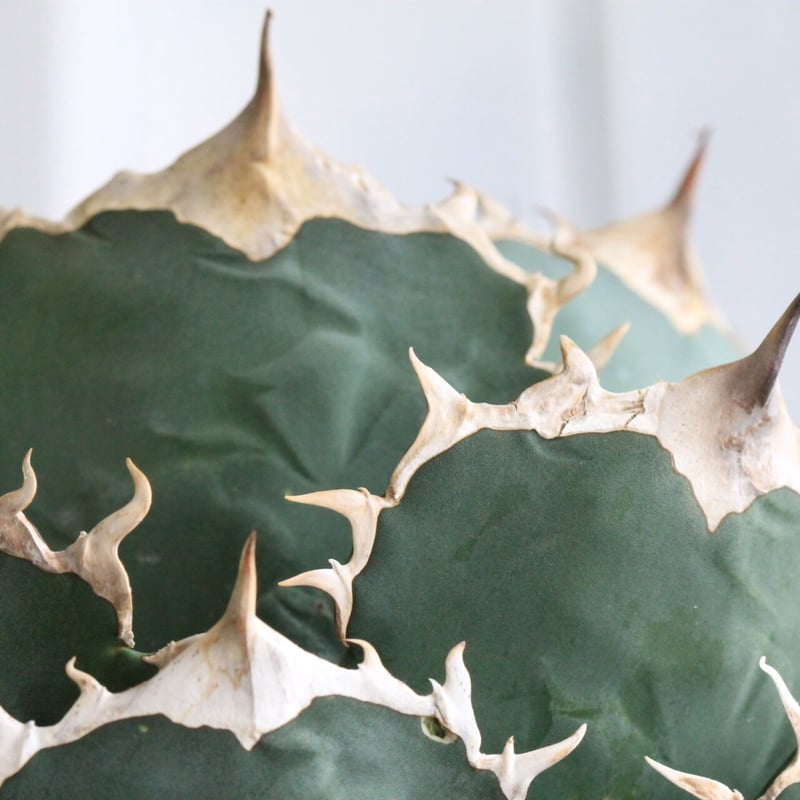 アガベ チタノタ FO-76 | hanayoshi-botanical