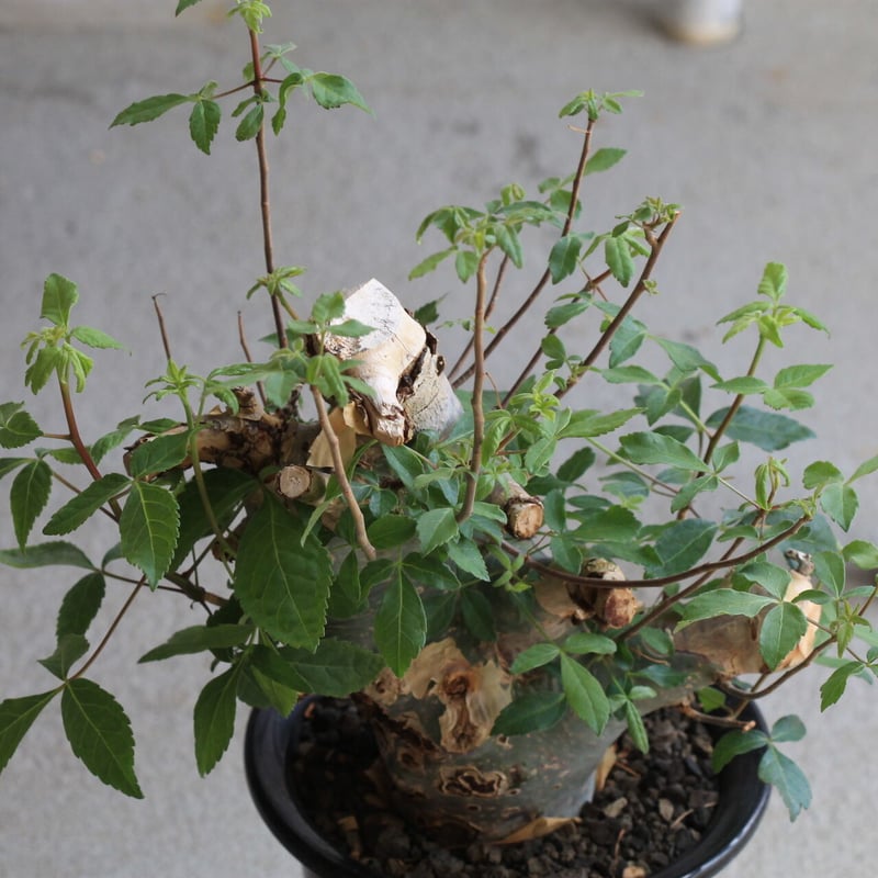 コミフォラ　カタフ　ターカネンシス　鉢付き　低重心 コミフォラ カタフ ターカネンシス 鉢付き 低重心 コミフォラ カタフ